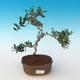 Pokojová bonsai - Olea europaea sylvestris -Oliva evropská drobnolistá PB2191245 - 1/5