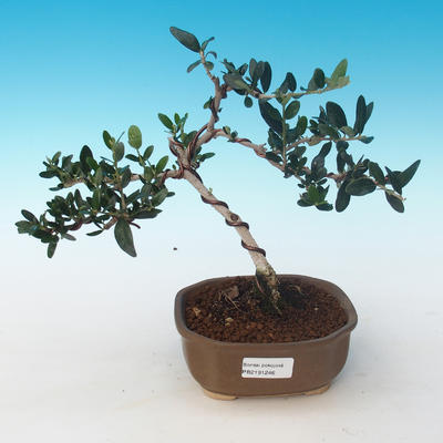Pokojová bonsai - Olea europaea sylvestris -Oliva evropská drobnolistá PB2191246 - 1