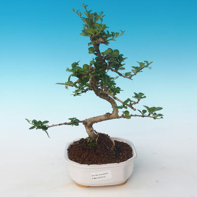 Pokojová bonsai - Carmona macrophylla - Čaj fuki 405-PB2191249 - 1