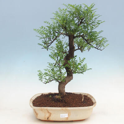 Pokojová bonsai - Zantoxylum piperitum - Pepřovník - 1