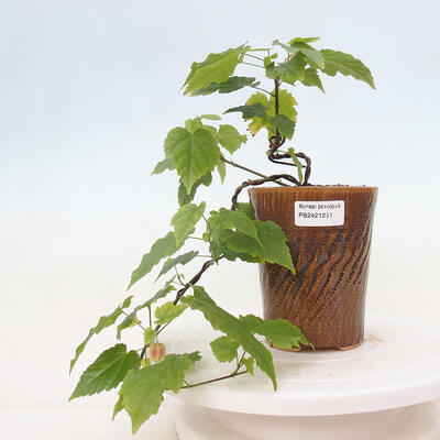 Pokojová bonsai - Abutilon Big Bell - Mračňák poříční - 1