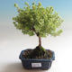 Venkovní bonsai-Mochna křovitá - Dasiphora fruticosa žlutá - 1/3