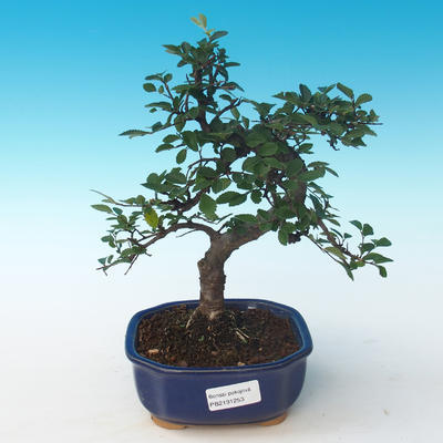 Pokojová bonsai - Ulmus parvifolia - Malolistý jilm 405-PB2191253 - 1