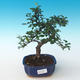 Pokojová bonsai - Ulmus parvifolia - Malolistý jilm 405-PB2191253 - 1/3