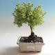 Venkovní bonsai-Mochna křovitá - Dasiphora fruticosa žlutá - 1/3