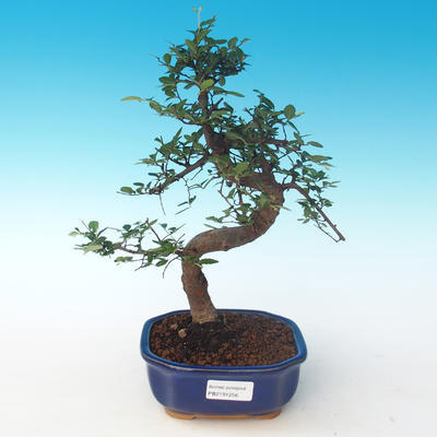 Pokojová bonsai - Ulmus parvifolia - Malolistý jilm 405-PB2191256 - 1
