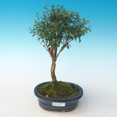 Pokojová bonsai - Serissa foetida Variegata - Strom tisíce hvězd PB2191261 - 1