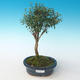 Pokojová bonsai - Serissa foetida Variegata - Strom tisíce hvězd PB2191261 - 1/2