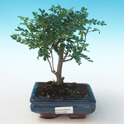 Pokojová bonsai - Zantoxylum piperitum - Pepřovník PB2191269 - 1