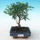 Pokojová bonsai - Zantoxylum piperitum - Pepřovník PB2191269 - 1/4