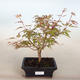 Venkovní bonsai -Javor dlanitolistý Acer palmatum Butterfly - 1/2