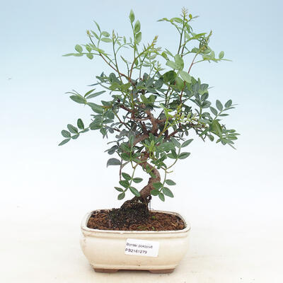 Pokojová bonsai -Pistácie - 1