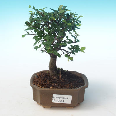 Pokojová bonsai-Ulmus Parvifolia-Malolistý jilm PB2191282
