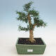 Pokojová bonsai - Buxus harlandii -korkový buxus - 1/4