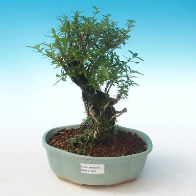 Pokojová bonsai - Serissa foetida - Strom tisíce hvězd PB2191283 - 1