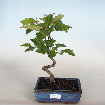 Venkovní bonsai-Okrasná Jabloň-Malus TRiFOLIATA - 1