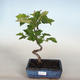 Venkovní bonsai-Okrasná Jabloň-Malus TRiFOLIATA - 1/2