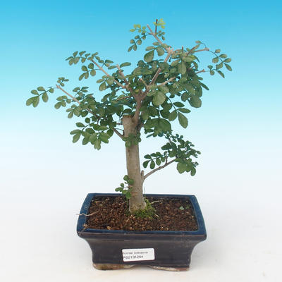Pokojová bonsai - Fraxinus uhdeii - pokojový Jasan PB2191284 - 1