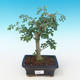 Pokojová bonsai - Fraxinus uhdeii - pokojový Jasan PB2191284 - 1/2