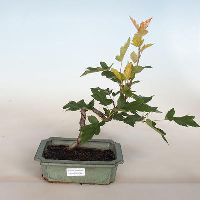 Venkovní bonsai-Okrasná Jabloň-Malus TRiFOLIATA - 1