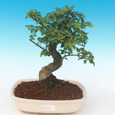 Pokojová bonsai -Ligustrum chinensis - Ptačí zob PB2191286 - 1