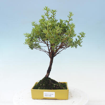 Venkovní bonsai-Mochna křovitá - Potentilla fruticosa Goldfinger - 1