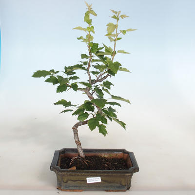 Venkovní bonsai-Okrasná Jabloň-Malus TRiFOLIATA