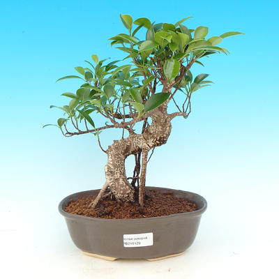 Pokojová bonsai - Ficus retusa -  Malolistý fíkus - 1
