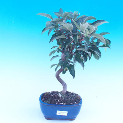 Venkovní bonsai -Malus halliana - Maloplodá jabloň - 1