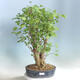 Venkovní bonsai - Jinan dvoulaločný - Ginkgo biloba - 1/5