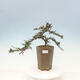 Venkovní bonsai-Cotoneaster microcarpa var.thymifolius-Skalník - 1/5