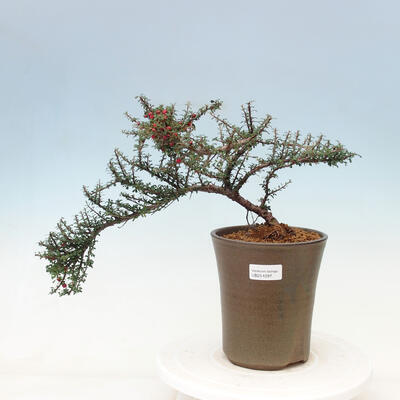 Venkovní bonsai-Cotoneaster microcarpa var.thymifolius-Skalník - 1