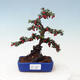 Venkovní bonsai - Cotoneaster horizontalis - Skalník - 1/4