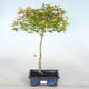 Venkovní bonsai - Acer palmatum Beni Tsucasa - Javor dlanitolistý - 1/4