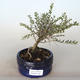 Venkovní bonsai-Lonicera nitida siver Beauty-Zimolez - 1/2