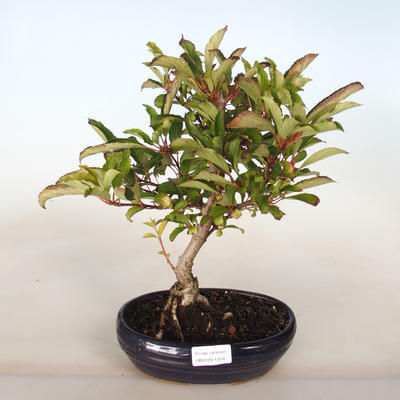 Venkovní bonsai-Kalina obecná-Viburum opulus - 1