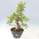 Venkovní bonsai - Hloh klínovitý - Crataegus cuneata - 1/6