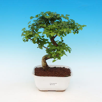 Pokojová bonsai - Ligustrum chinensis - Ptačí zob - 1