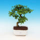 Pokojová bonsai - Ligustrum chinensis - Ptačí zob - 1/3