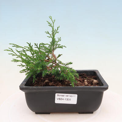 Venkovní bonsai - Juniperus chinensis ITOIGAVA -Jalovec čínský