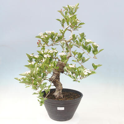 Venkovní bonsai - Hloh klínovitý - Crataegus cuneata - 1