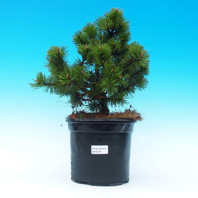 Venkovní bonsai - Pinus Mugo Humpy - Borovice - 1