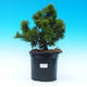 Venkovní bonsai - Pinus Mugo Humpy - Borovice - 1/3