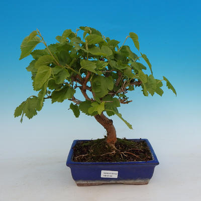 Venkovní bonsai - Morus alba - Moruše - 1