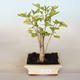 Venkovní bonsai - Jinan dvoulaločný - Ginkgo biloba - 1/4