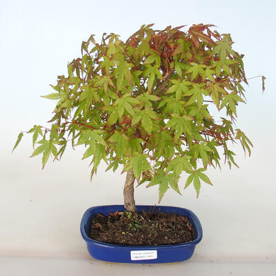Venkovní bonsai - Acer palmatum Beni Tsucasa - Javor dlanitolistý - 1