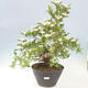 Venkovní bonsai - Hloh klínovitý - Crataegus cuneata - 1/6