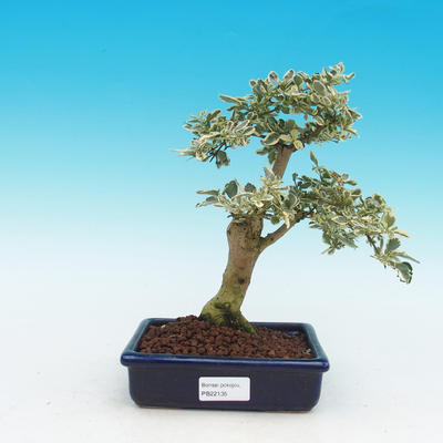 Pokojová bonsai -Ligustrum   variegata  - Ptačí zob