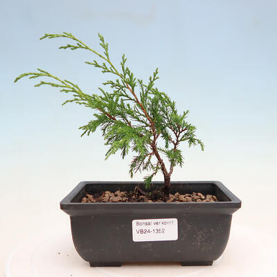 Venkovní bonsai - Juniperus chinensis ITOIGAVA -Jalovec čínský