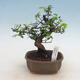 Pokojová bonsai - Sagerécie thea - Sagerécie thea - 1/4
